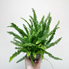 Paproć Duffy Nephrolepis P11