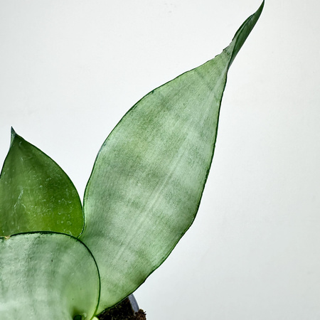 Sansewieria Moonshine Sansevieria trifasciata P9