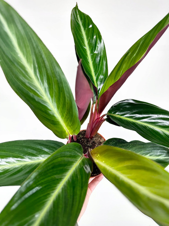 Stromanthe sanguinea Stripestar