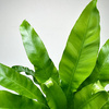 Asplenium Antiquum Paproć Zanokcica