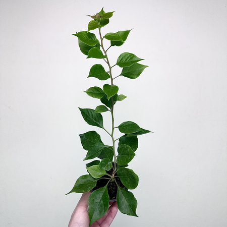 Bugenwilla fioletowa Bougainville