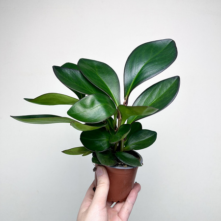 Peperomia clusiifolia Red Margin P9