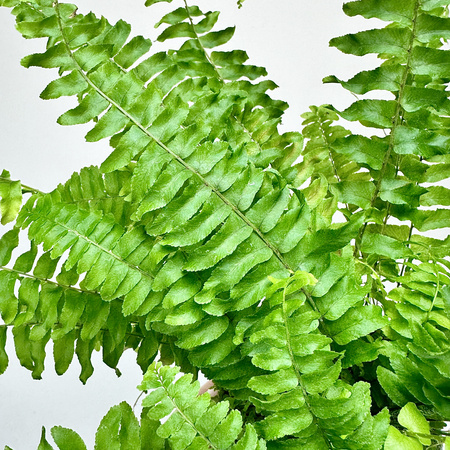 Paproć Boston Blue Bell Nephrolepis Exaltata P9