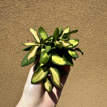 Hoya Burtoniae Variegata Hoja P9
