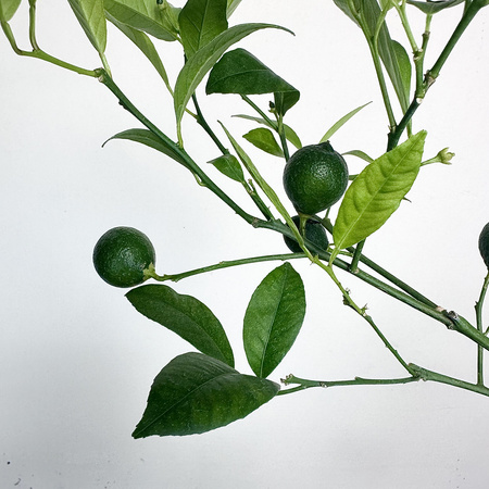 Mandarynka drzewko cytrusowe z owocami P17