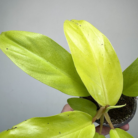 Philodendron Malaya Gold Filodendron P9