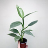 Philodendron Silver Queen Filodendron P9