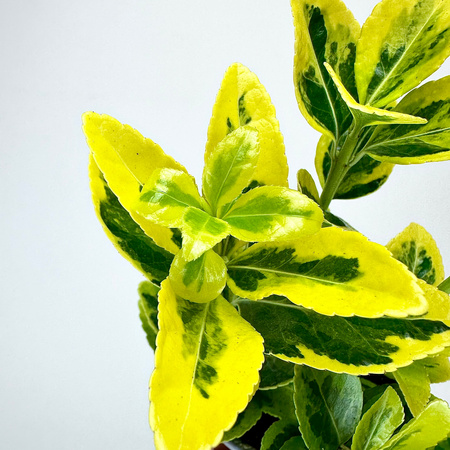 Trzmielina Euonymus zółto-zielona