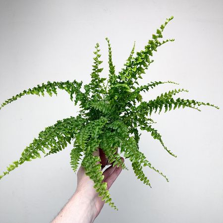 Paproć Królewska Nephrolepis P9