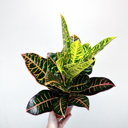 Kroton Petra Codiaeum P14