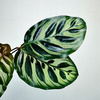 Calathea Makoyana Kalatea Makoya P9