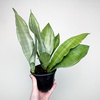 Sansewieria Moonshine Sansevieria trifasciata P12