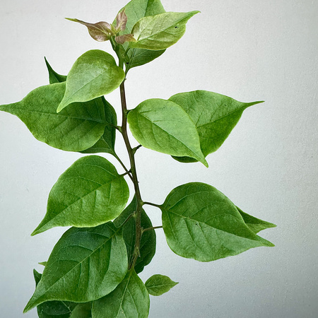 Bugenwilla fioletowa Bougainville