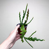 Epiphyllum anguliger Kaktus Zygzak