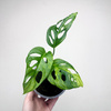 Monstera Adansonii Aurea Variegata P12