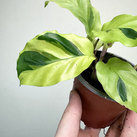 Calathea Yellow Fusion Kalatea P9