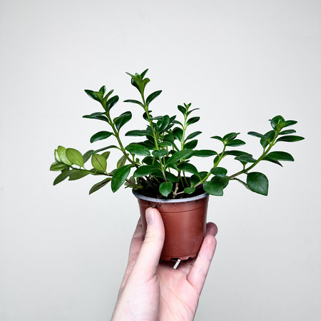 Hypocyrta Nagarbia Nematantus Całusek P9