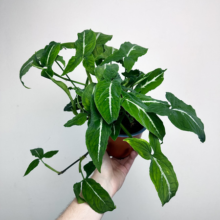 Syngonium Wendlandii Green Velvet Zroślicha P14