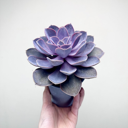 Echeveria Metallica Eszeweria
