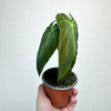 Philodendron Melanochrysum Filodendron P9