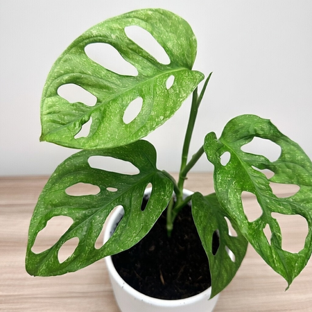 Monstera adansonii Mint P12