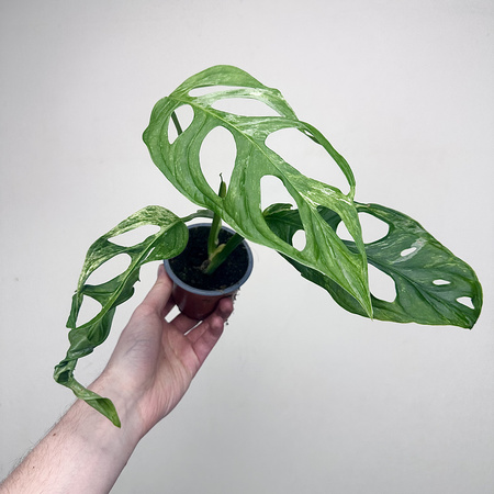 Monstera Indonesian Marble Variegata P9