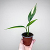 Epipremnum amplissimum Variegata P9