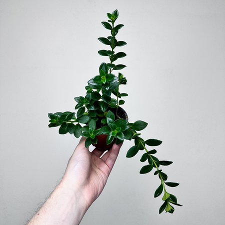 Hypocyrta Nagarbia Nematantus Całusek P9