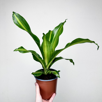 Dracaena Fragrans Burley Dracena Wonna P14