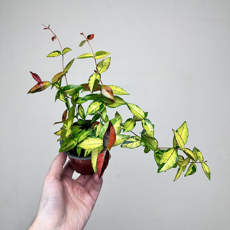 Jaśmin Azjatycki Summer Sunset Trachelospermum asiaticum P9