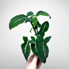 Syngonium Wendlandii Green Velvet Zroślicha P9
