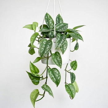 Scindapsus Pictus Argyraeus Scindapsus pstry P17 wisząca