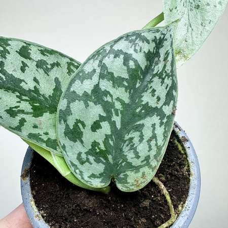 Scindapsus pictus Silver Lady P9