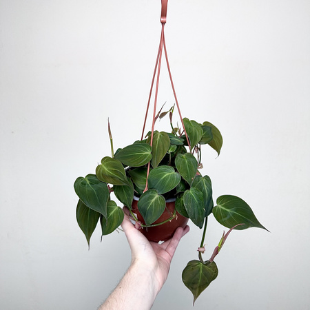 Philodendron Scandens Micans Filodendron P17 wisząca