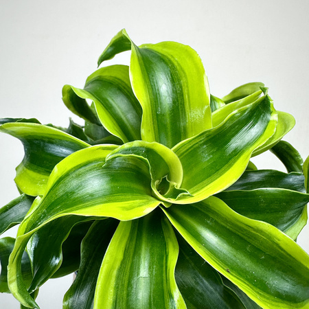 Dracaena fragrans Tornado Dracena P11