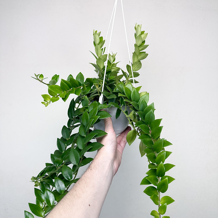 Aeschynanthus Mona Lisa Eszynanthus P15 wisząca