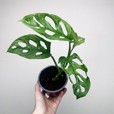 Monstera adansonii Mint P12