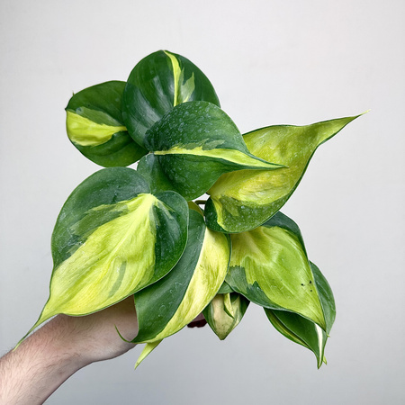 Philodendron Scandens Brasil Filodendron P9