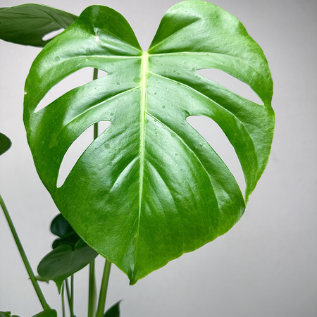 Monstera deliciosa Tauerii Dziurawa P14