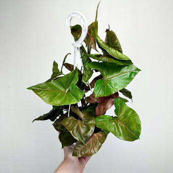 Syngonium Brocante Zroślicha P17 wisząca
