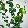 Ficus Benjamina Barok Figowiec Fikus P12