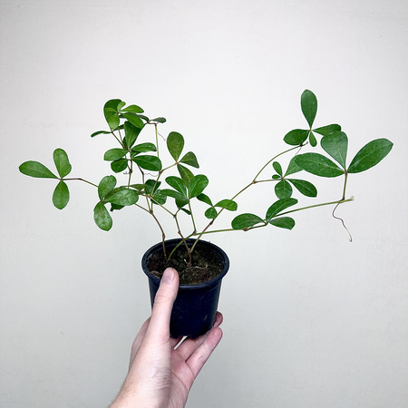 Cissus digitata Cissus palczasty