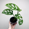Monstera adansonii Mint P12