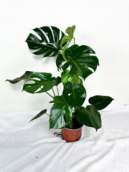 Monstera Deliciosa Dziurawa P19