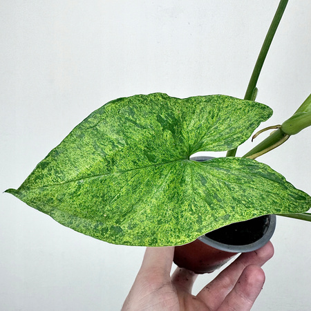 Syngonium Mottled Mojito Zroślicha P9