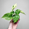 Epipremnum aureum Marble Queen P9