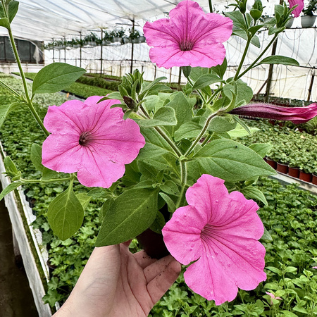 Supertunia Vista Bubblegum