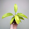 Philodendron Malaya Gold Filodendron P9