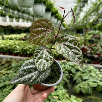 Piper crocatum Pieprz P9