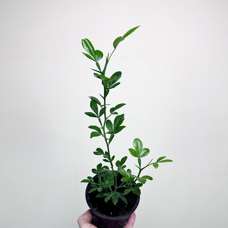 Pomarańcza trójlistkowa Poncirus trifoliata Poncyria
